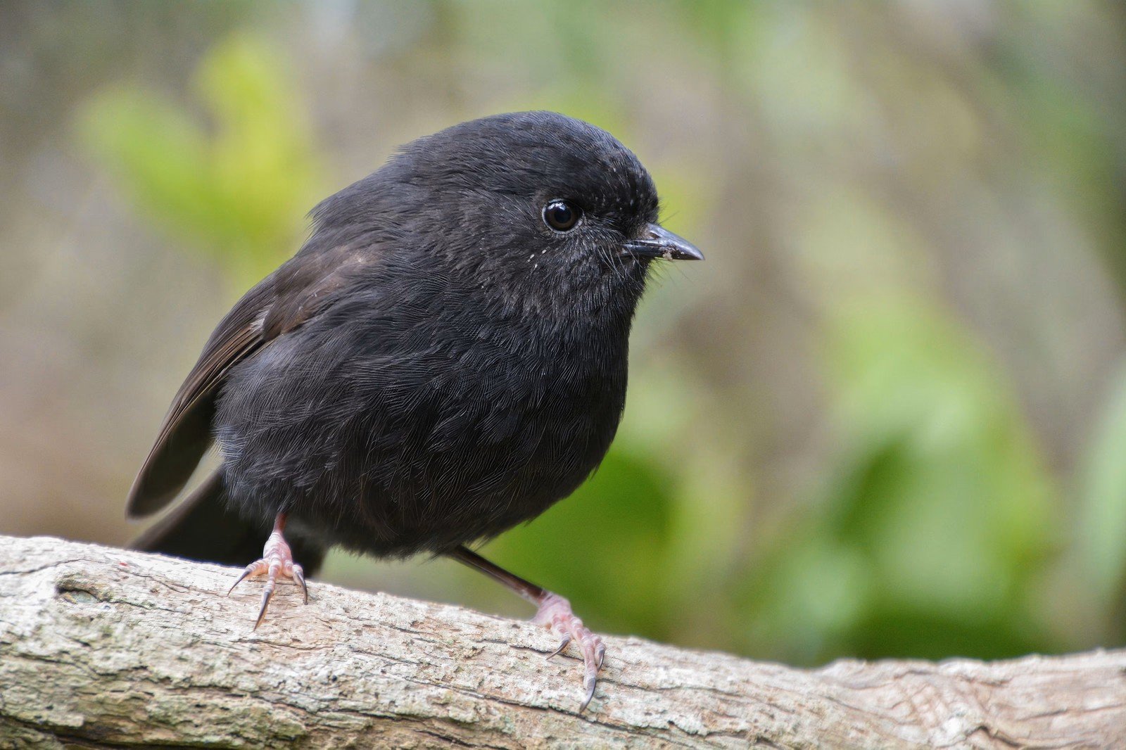 Karure, the Chatham Islands black robin